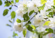 春和景明，心向美好，NetGain祝您清明安康